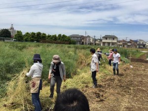 楽農くらぶ　菜花を倒して土台を作る