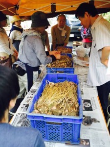 楽農くらぶ　浅葱の醤油漬け作り