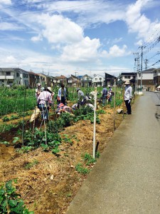 楽農くらぶ　青空の下でジャガイモ掘り