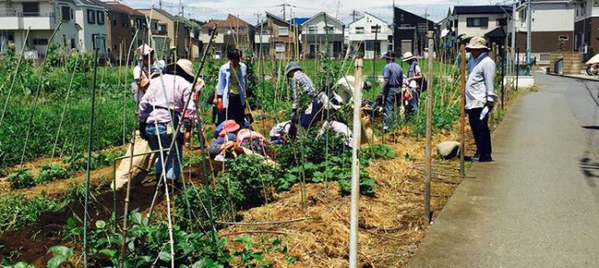 【楽農くらぶ便り】夏の収穫、ジャガイモ掘り！