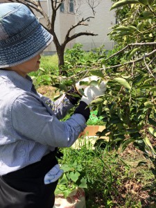 楽農くらぶ　今年も柿渋作りの季節のはじまり