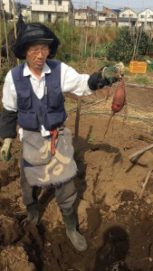楽農くらぶ　野瀬さんにサツマイモ掘りのコツを教えていただく